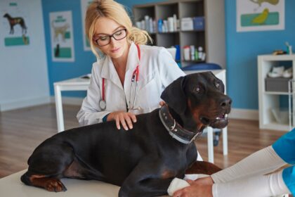 Pursuing a Veterinary Career in the USA: A Step-by-Step Guide