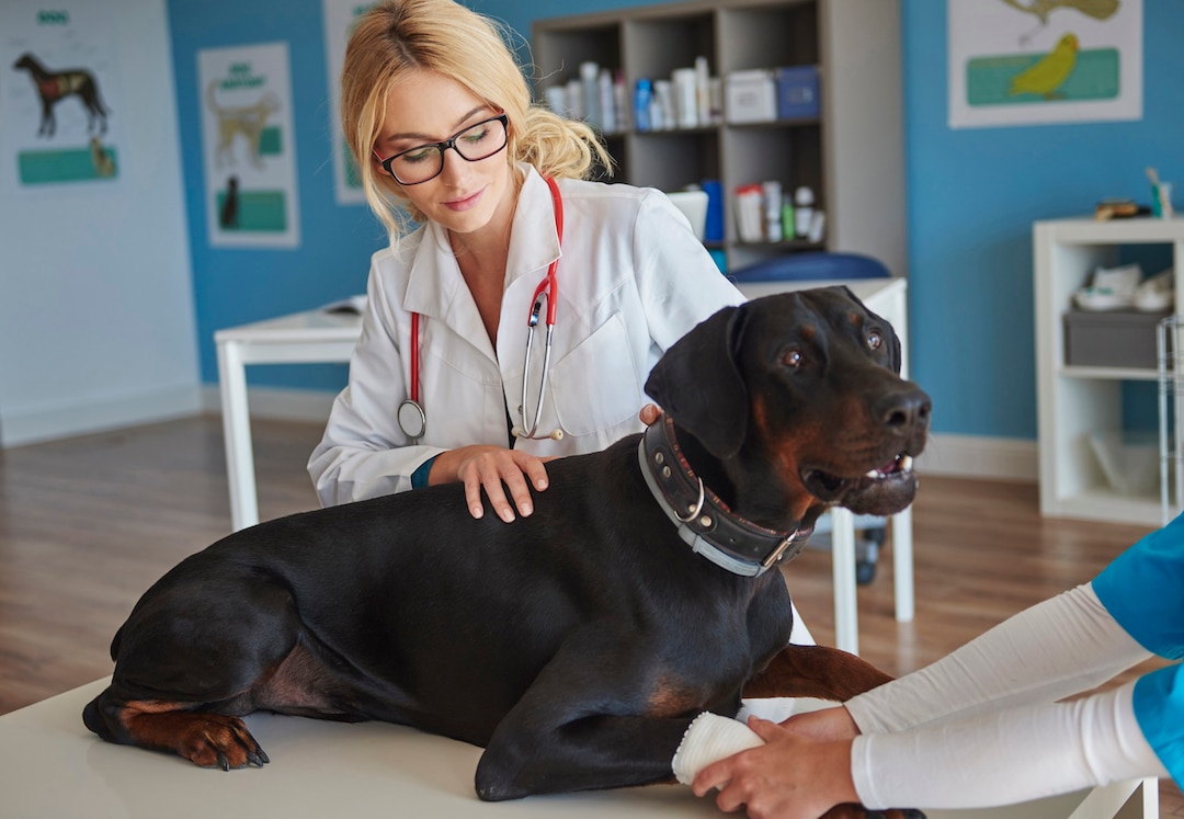 Pursuing a Veterinary Career in the USA: A Step-by-Step Guide