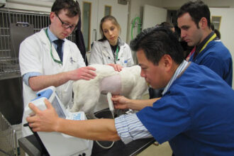 Pursuing a Career in Emergency Veterinary Medicine in the USA