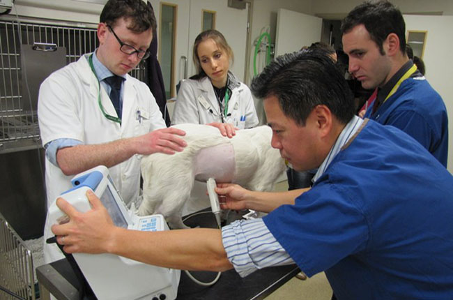 Pursuing a Career in Emergency Veterinary Medicine in the USA